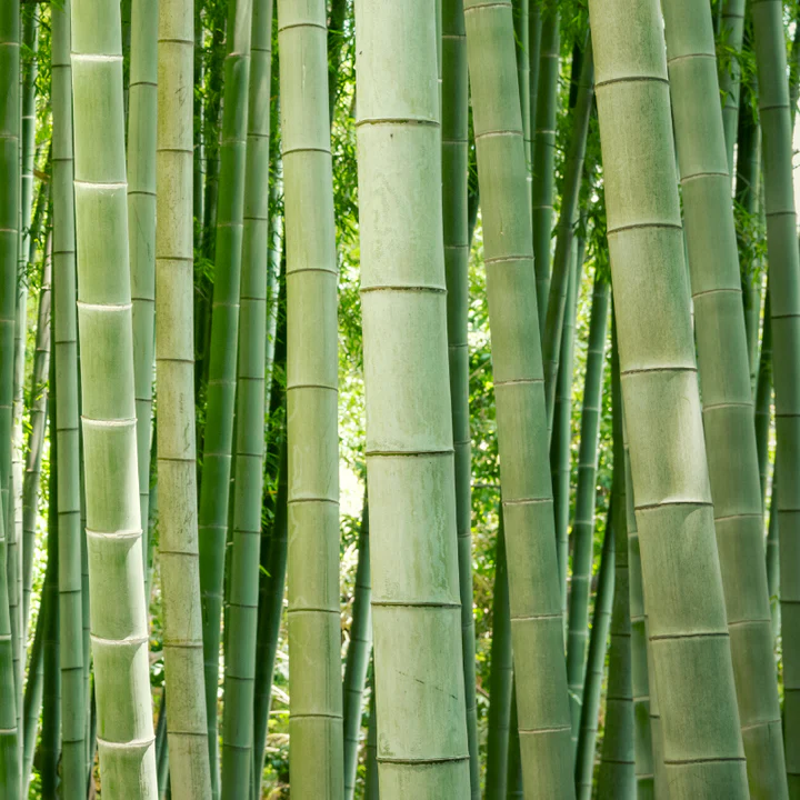 BAMBOO