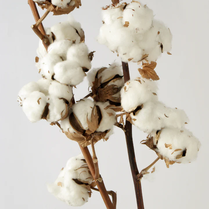 ORGANIC COTTON